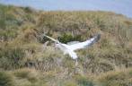 Um wandering Albatross pousa em Prion Island, na Geórgia do Sul
